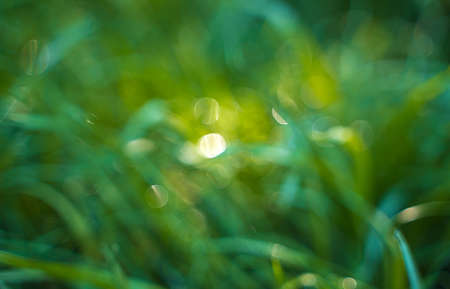Green grass with highlights, blurred background. Natural background.