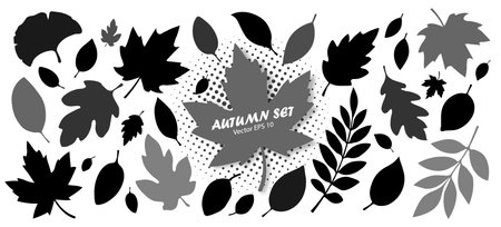 A large set of silhouettes of autumn leaves in black and gray of different shapes on a white background. A collection of autumn leaves from different trees. Seasonal elements for your design. Vector EPS 10.のイラスト素材