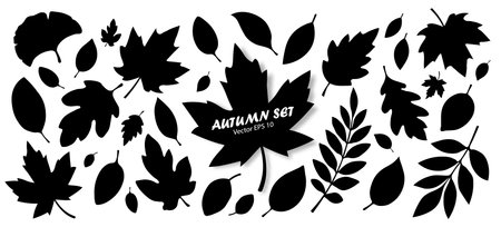 A set of silhouettes of autumn leaves of different shapes in black on a white background. A collection of autumn leaves from different trees such as oak, maple, chestnut. Elements for your design. Vector EPS 10.のイラスト素材