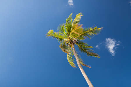 vacation, nature and background concept - palm tree over blue skyの写真素材