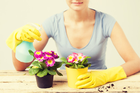 lovely housewife with flower in pot and spray bottleの写真素材