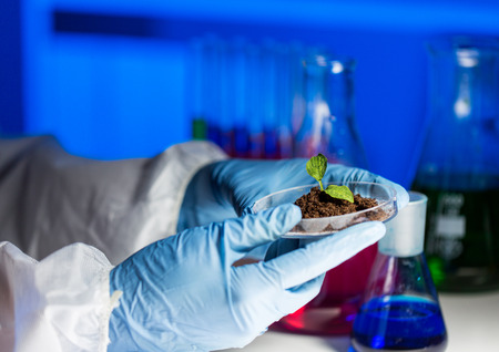 close up of scientist hands holding petri dish with plant and soil sample in bio laboratoryの写真素材