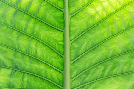 botany, nature, biology, eco and flora concept - green palm tree leafの写真素材