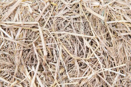 agriculture, ecology and drought concept - dry grass or hay texture