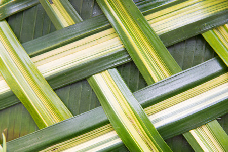 botany, nature, wickerwork, eco and flora concept - green palm tree leaf grid texture