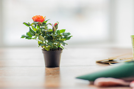 gardening and planting concept - close up of rose flower in pot on table at homeの写真素材
