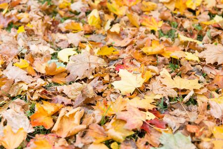 autumn, season and nature concept - close up of fallen maple leaves on grass