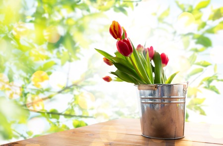 flora, spring, gardening and plant concept - close up of tulip flowers in tin bucket on wooden table over green natural background