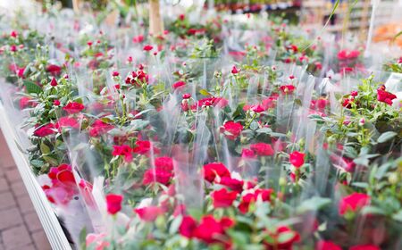 close up of rose flower seedlings in gardening shop