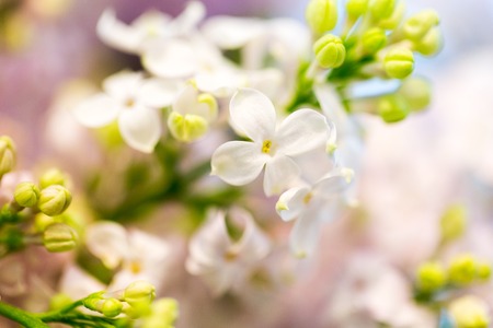 gardening, flowers, floristry, nature and flora concept - close up of beautiful lilacの写真素材