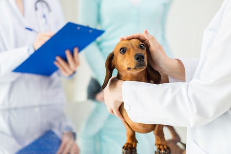 medicine, pet care and people concept - close up of dachshund dog and veterinarian doctor with clipboard taking notes at vet clinicの写真素材