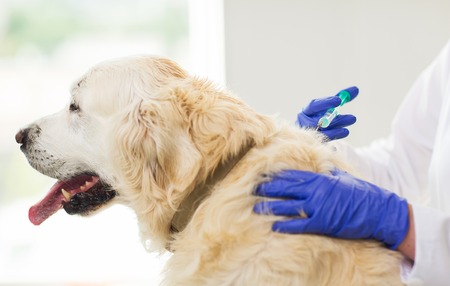 medicine, pet, animals, health care and people concept - close up of veterinarian doctor with syringe making vaccine injection to golden retriever dog at vet clinicの写真素材
