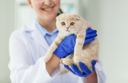 medicine, pet, animals, health care and people concept - close up of veterinarian doctor scottish fold kitten at vet clinicの写真素材