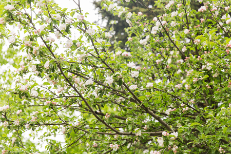 nature, botany, gardening and flora concept - close up of beautiful blooming apple tree branch with flowers in spring gardenの写真素材