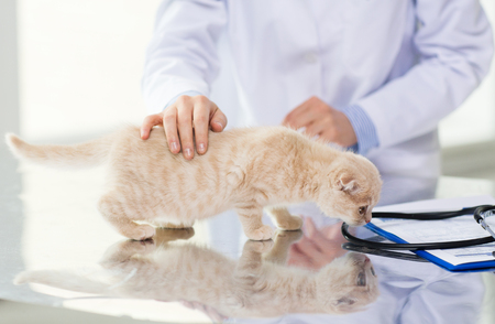 medicine, pet, animals, health care and people concept - close up of veterinarian doctor scottish fold kitten at vet clinicの写真素材