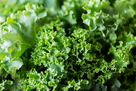 cooking, healthy eating, vegetables, greens and food concept - close up of green salad lettuce