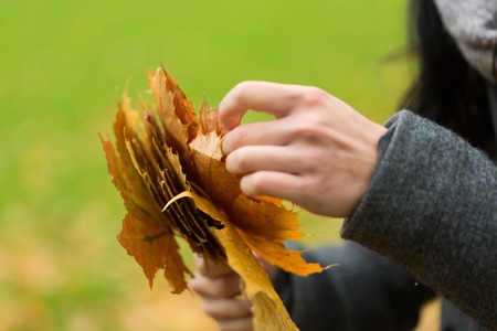 season, nature and people concept - close up of woman hands with autumn maple leavesの写真素材