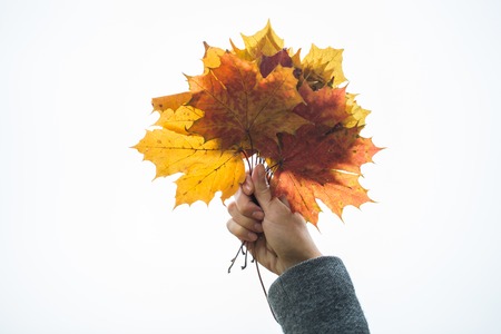 season, nature and people concept - close up of woman hand holding autumn maple leaves over whiteの写真素材