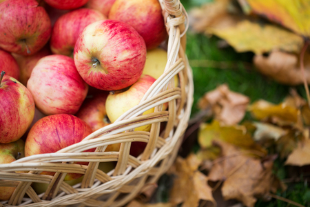 farming, gardening, harvesting and people concept - close up of wicker basket with ripe red apples at autumn gardenの写真素材