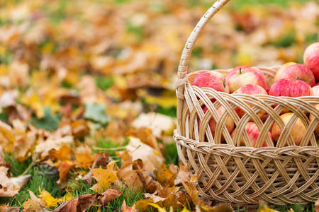 farming, gardening, harvesting and people concept - close up of wicker basket with ripe red apples at autumn gardenの写真素材