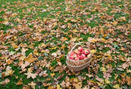 farming, gardening, harvesting and people concept - wicker basket of ripe red apples at autumn gardenの写真素材