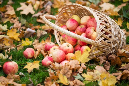 farming, gardening, harvesting and people concept - wicker basket of ripe red apples at autumn gardenの写真素材