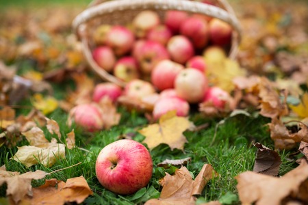 farming, gardening, harvesting and people concept - close up of wicker basket with ripe red apples at autumn gardenの写真素材