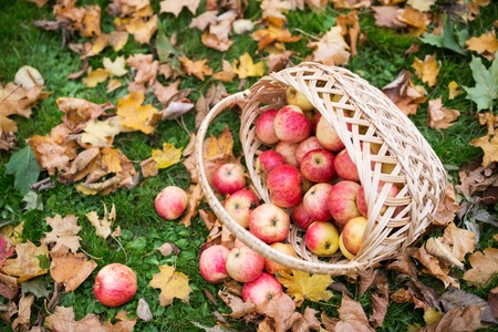 farming, gardening, harvesting and people concept - wicker basket of ripe red apples at autumn...