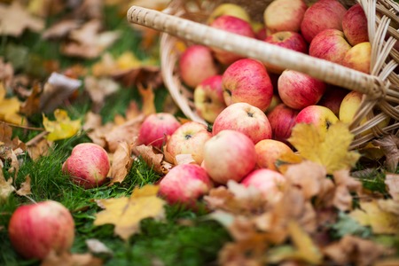 farming, gardening, harvesting and people concept - close up of wicker basket with ripe red apples at autumn gardenの写真素材