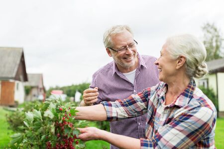 farming, gardening, old age and people concept - happy senior couple harvesting red currant at summer gardenの写真素材