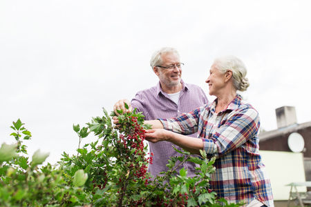 farming, gardening, old age and people concept - happy senior couple harvesting red currant at summer gardenの写真素材