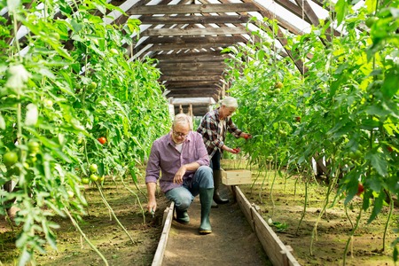 farming, gardening, old age and people concept - senior man with hoe weeding garden bed and woman harvesting crop of tomatoes at greenhouse on farmの写真素材