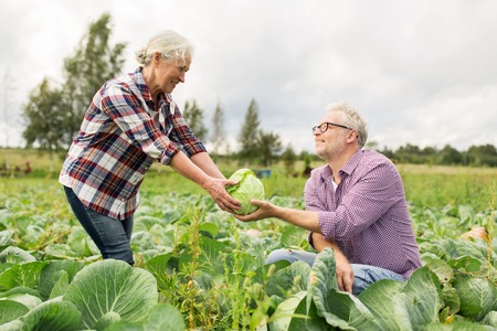 farming, gardening, agriculture, harvesting and people concept - senior couple picking cabbage at farm gardenの写真素材