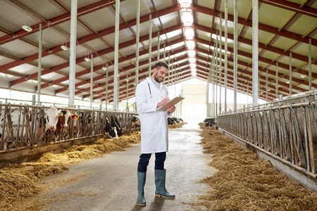 veterinarian with cows in cowshed on dairy farmの写真素材