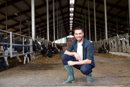 man or farmer with cows in cowshed on dairy farmの写真素材