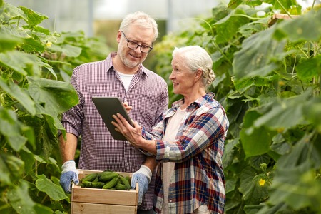 senior couple with cucumbers and tablet pc on farmの写真素材