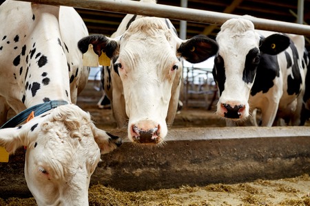 herd of cows eating hay in cowshed on dairy farmの写真素材
