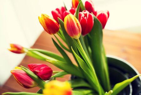 close up of tulip flowersの写真素材