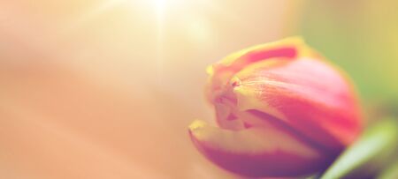 close up of tulip flowerの写真素材