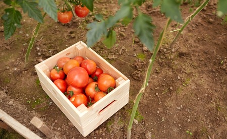 vegetable, gardening and farming concept - red tomatoes in wooden box at summer gardenの写真素材