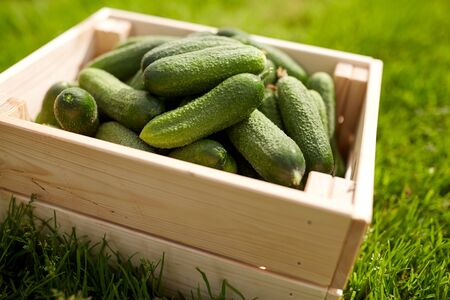 vegetable, gardening and farming concept - red cucumbers in wooden box at summer gardenの写真素材
