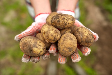 farming, gardening, agriculture and people concept - farmer holding potatoes at farmの写真素材
