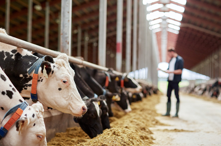 agriculture industry, farming and animal husbandry concept - herd of cows eating hay and man in cowshed on dairy farm