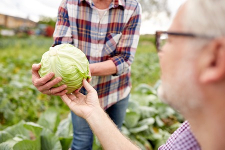 farming, gardening, agriculture, harvesting and people concept - senior couple picking cabbage at farm gardenの写真素材