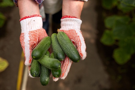 hands of farmer with cucumbers at farm greenhouseの写真素材