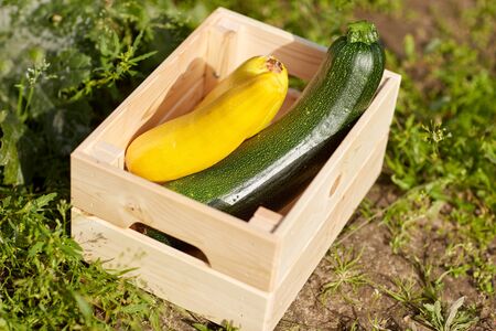 squashes in wooden box at summer gardenの写真素材