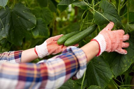 farming, gardening, agriculture and people concept - woman harvesting crop of cucumbers at greenhouse on farmの写真素材