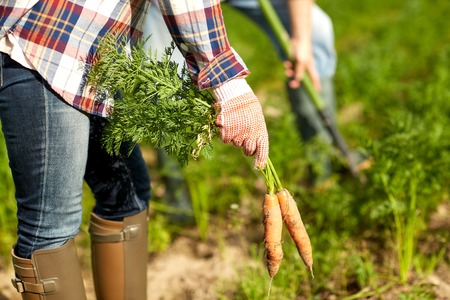 farming, gardening, agriculture, harvesting and people concept - farmer picking carrots at farmの写真素材