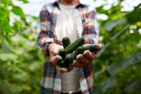 farmer with cucumbers at farm greenhouseの写真素材