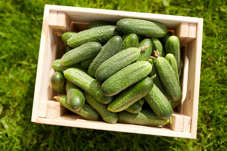 cucumbers in wooden box at summer gardenの写真素材